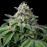 π Paris OG Seeds (100% off)